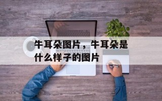牛耳朵图片，牛耳朵是什么样子的图片