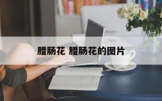 腊肠花 腊肠花的图片