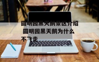 圆明园黑天鹅景区介绍 圆明园黑天鹅为什么不飞走