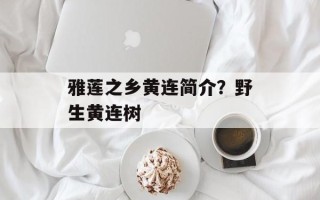 雅莲之乡黄连简介？野生黄连树