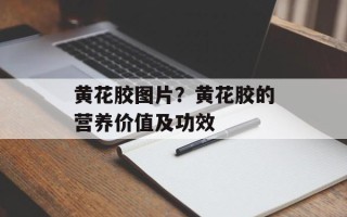 黄花胶图片？黄花胶的营养价值及功效