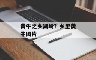 黄牛之乡湖岭？乡里黄牛图片