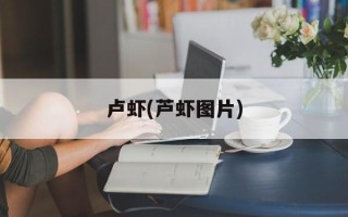 卢虾(芦虾图片)