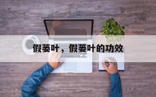 假蒌叶，假蒌叶的功效