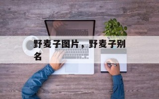 野麦子图片，野麦子别名
