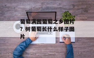 葡萄满园葡萄之乡图片？树葡萄长什么样子图片