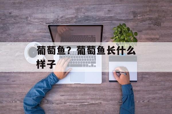 葡萄鱼？葡萄鱼长什么样子-第1张图片-