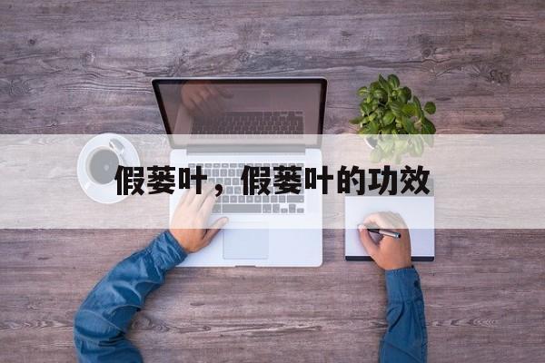 假蒌叶，假蒌叶的功效-第1张图片-