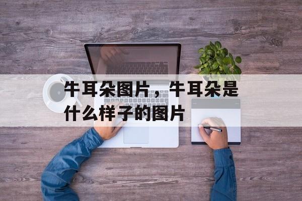 牛耳朵图片，牛耳朵是什么样子的图片-第1张图片-